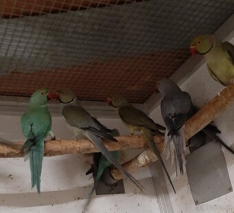 Alexander maly 2023 - 4