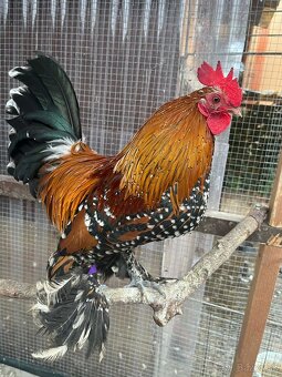 Predám Miflerky - 4