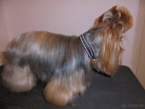 YORKSHIRSKÝ TERIÉR - PSÍK NA KRYTIE, NIE NA PREDAJ - 4