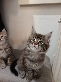 Mainska myvalia mačka - 4