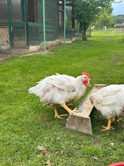 Brojlerové kurčatá ross 308 - 4