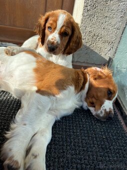 Welsh springer spaniel WSS šteniatka - 4