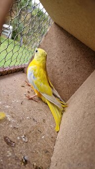 Neofema tyrkisova - 4