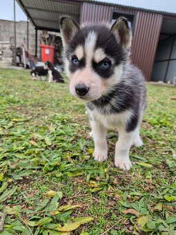 Sibírsky husky – šteniatka na predaj - 4