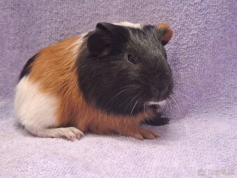 Morské prasiatko - 4