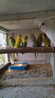Andulky, agapornis, Alexander malý - 4