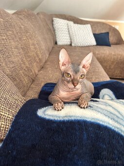Don Sphynx PP - 4