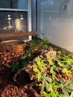 Predám terarium - 4