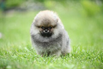 🐶 Nádherná fenečka pomeraniana – Orange sobolí barva 💛 - 4