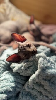 Sphynx mačiatka k odberu bez PP - 4