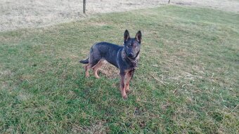 Nemecký ovčiak - 4