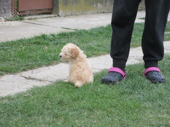 Pudel toy apricot white - 4