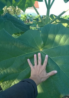 Paulownia Shan Tong - 4