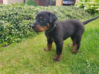 Šteniatko, šteniatka plemena Beauceron (Berger de Beauce) - 4