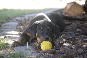 Beauceron šteniatko, šteniatka s PP - 4