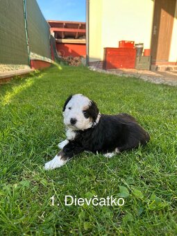 Bernský salašnícky pes – šteniatka na predaj - 4
