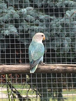 Agapornis ruzovohrdly - 4