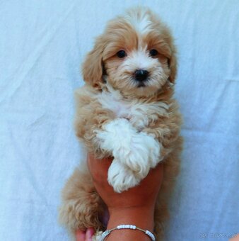 Toy mini maltipoo - 4