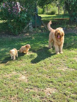 Goldendoodle - 4