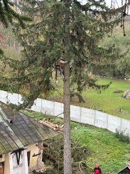 Výrub a orez stromov/Arboristika - 4