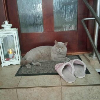 Britské mačiatka, Britská modrá - 4