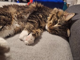 Mainská mývalia mačka - 4