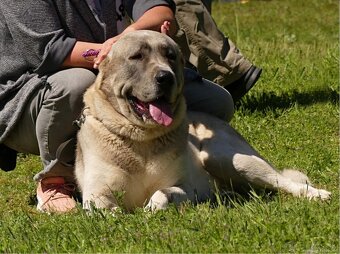 Stredoázijský ovčiak - 4