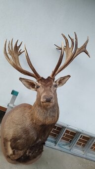 Predám trofej kapitálneho zlatého jeleňa, parožie, zhody, tr - 4