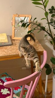 Darujem mačiatko do starostlivých rúk - 4