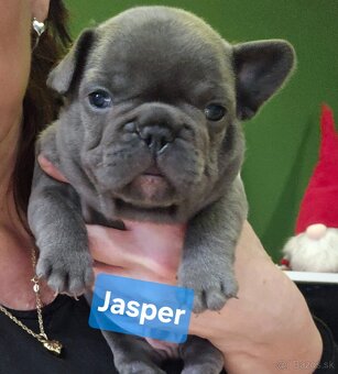 Francúzský modrý buldoček - 4