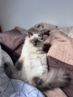 Kocúrik Ragdoll - 4