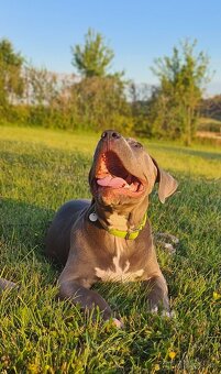 Top pejsek American bully XL s PP - 4