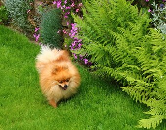 Luxusný Pomeranian (mini) bez PP - 4