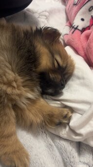 Ponúkam čistokrvného psíka pomeriana - 4