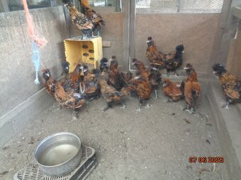 Sliepky Pavlovské zlaté - 4