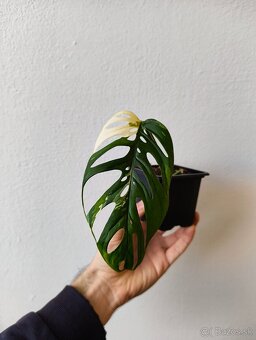 Panašované Monstery - 4