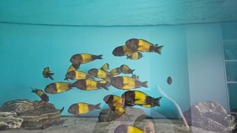 Tropheus Ikola F1 - 4