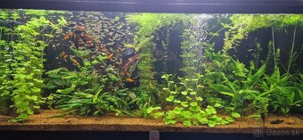 Akvárium Diversa 450l - 4