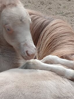 Minihorse champagne modré oči - 4
