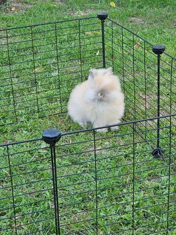 Mini kralik (samička) plus komplet vybavenie - 4