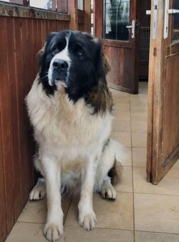 Moskovský strážny pes - Berkut - 4