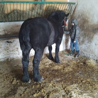 Sprzedam walacha karego - 4