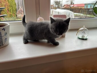 Britská modrá mačička - 4