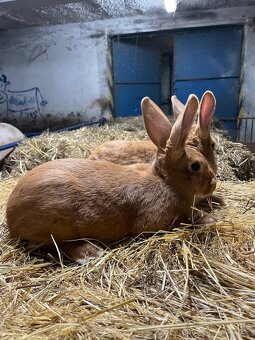 Burgundské králiky - 4