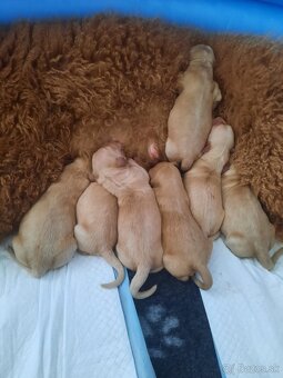 Goldendoodle po rodičoch s pp - 4