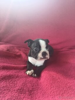 Bostonský teriér, boston terrier - 4