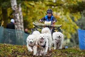 SAMOJED štěňátka s PP rezervace léto 2025 - 4