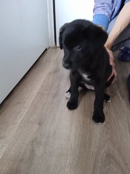 Darujem steniatko - 4