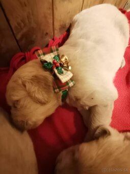 Zlatý retriever - 4