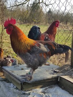 KOHÚT 🐓 MARANS ,+ KÚPIM SLIEPKY - 4